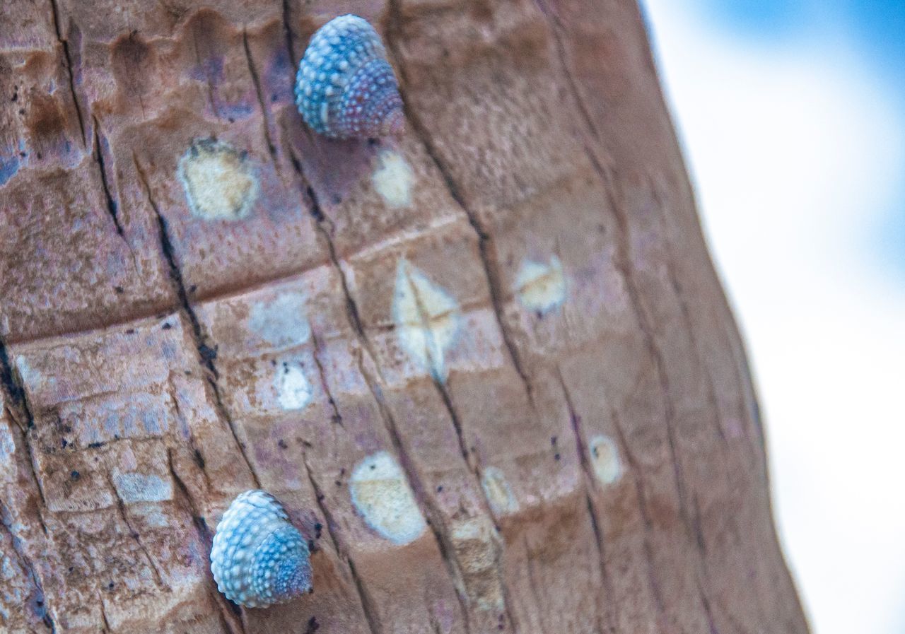 HIGH ANGLE VIEW OF WOOD ON ROCK