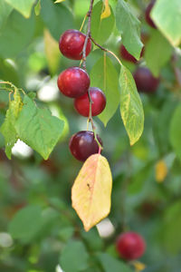 Close-up of fruits growing on tree