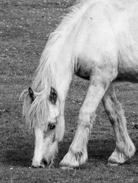 View of horse grazing in field