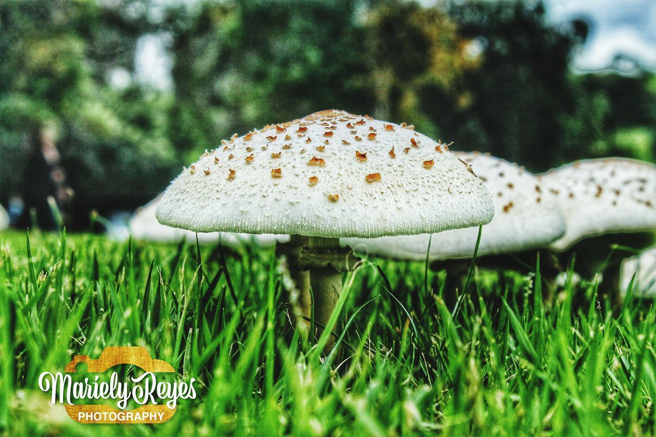 mushroom, growth, fungus, grass, selective focus, close-up, green color, toadstool, focus on foreground, field, nature, uncultivated, day, beauty in nature, fragility, springtime, no people, tranquility, grassy, surface level