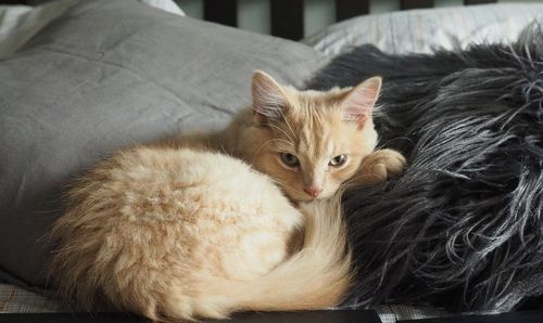 Portrait of cat resting on sofa at home