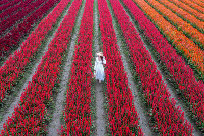 High angle vie of woman on flower field