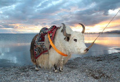 Horse in sea against sky during sunset