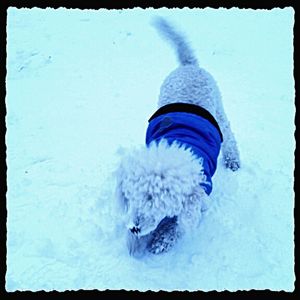 Person standing on snow covered landscape