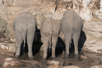 View of elephant drinking water