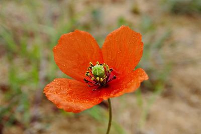 Close-up of insect on orange flower