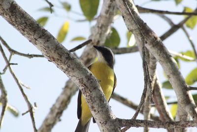 Low angle view of bird perching on tree trunk
