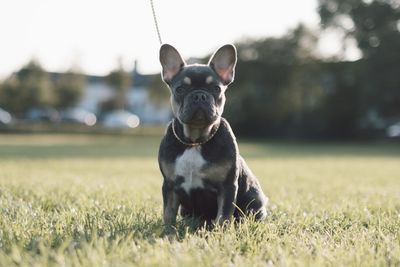 Portrait of dog on field