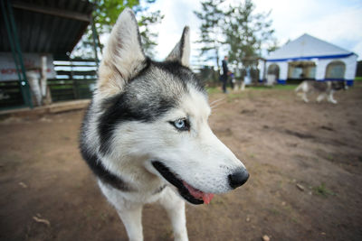 Close-up of dog looking away