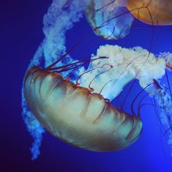 Close-up of jellyfish