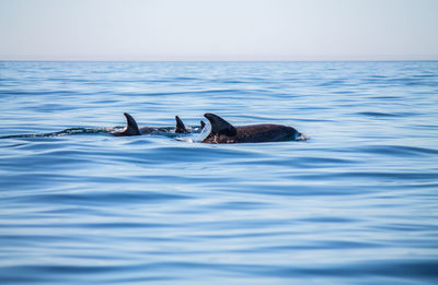 Dolphins swimming in sea against sky