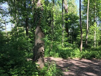 Trees in forest