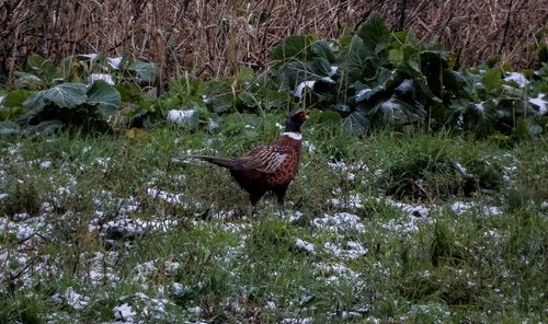 Close-up of bird on grass