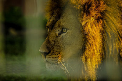 A lion in the cage of gurun putih lestari park zoo in jantho, aceh besar district, indonesia. 