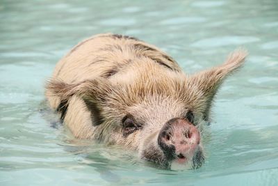 Close-up of lion swimming in water