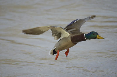 Low angle view of seagull flying over sea