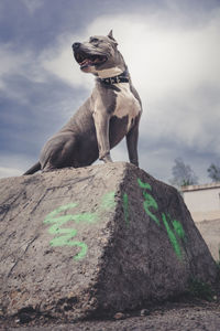 Low angle view of dog on rock