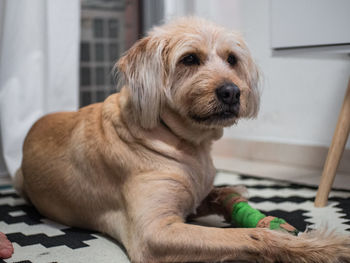 Close-up of dog relaxing at home