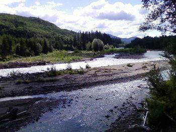 Scenic view of river flowing through forest