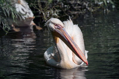  pelican swimming in lake