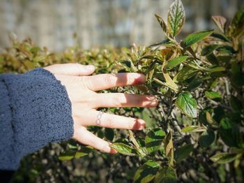 Close-up of hand holding plant