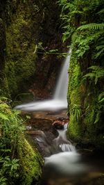 Scenic view of waterfall in forest