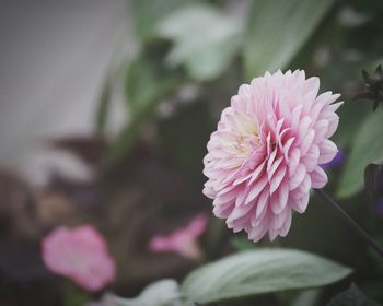 Close-up of pink flower