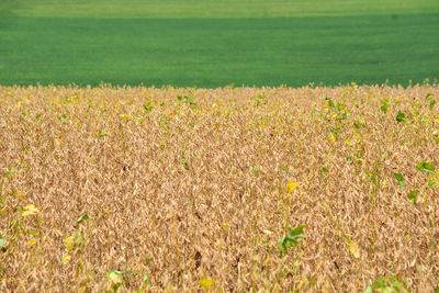 Crops growing on field