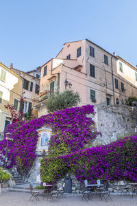 Purple flowering plants by building against sky