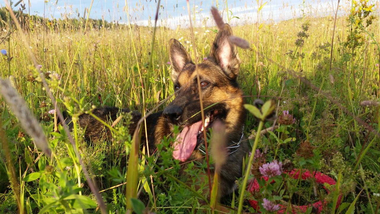 animal, animal themes, plant, mammal, one animal, nature, grass, field, land, no people, animal wildlife, growth, day, vertebrate, animals in the wild, green color, domestic animals, outdoors, animal head, mouth open