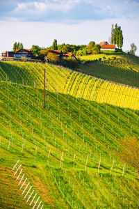 Scenic view of agricultural field against sky