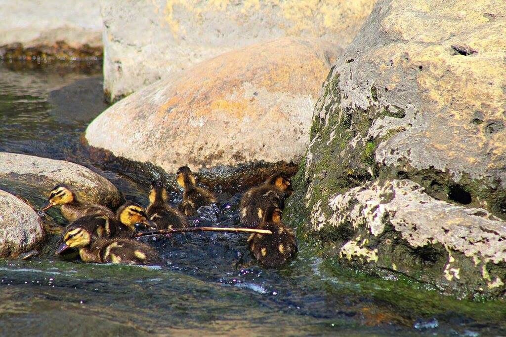 water, rock - object, high angle view, animal themes, nature, river, waterfront, rock, day, outdoors, animals in the wild, stone - object, no people, reflection, pond, rock formation, lake, wildlife, close-up, sunlight