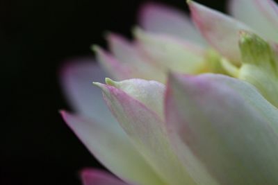 Close-up of flower blooming outdoors