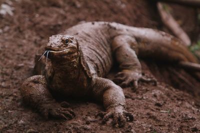 Close-up of lizard