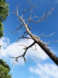 Low angle view of bare tree against blue sky