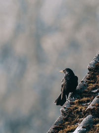 Bird perching on rock