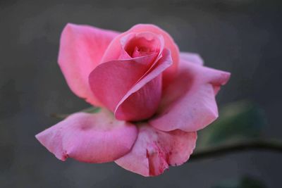 Close-up of pink rose