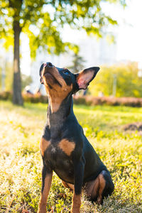 Dog looking away on field