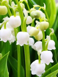 Close-up of white flowering plants