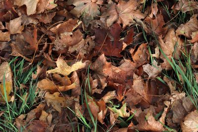 High angle view of dried maple leaves on field