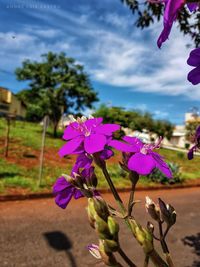 Close-up of pink flowering plant against sky