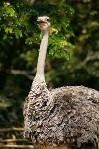 Close-up portrait of a bird