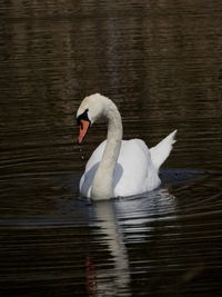 Swan floating on lake