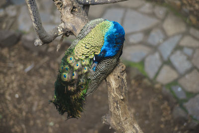 High angle view of peacock perching on tree