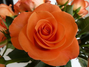 Close-up of orange rose blooming outdoors