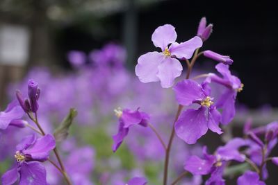 Close-up of purple flowers blooming outdoors