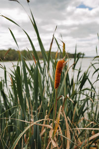 Close-up of fresh orange flower on field against sky