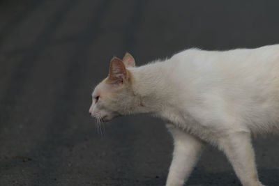 Close-up of white cat