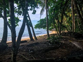 Trees on beach against sky