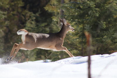 Fleeing whitetail deer, doe